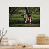 Poster Young Buck (Cuisine)