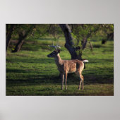 Poster Young Buck (Devant)