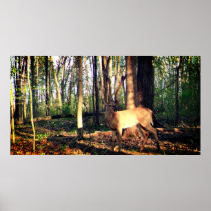 Poster Young Buck in the Woods