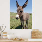 Poster Young Burro, Custer State Park, Dakota du Sud (Cuisine)