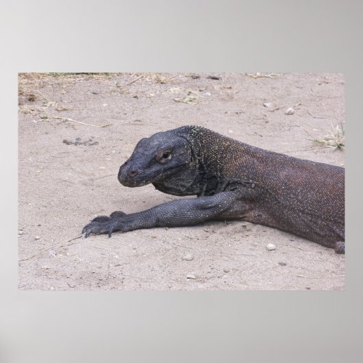 Poster Young Dragon (Devant)