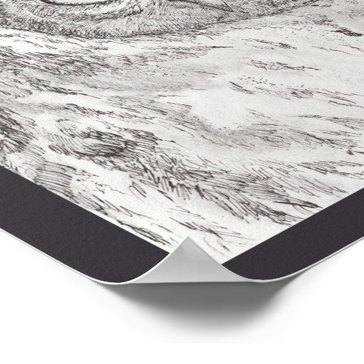 Poster Young Hawk Owl Print (Coin)