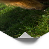 Poster Young Highland Cows (Coin)
