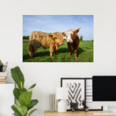 Poster Young Highland Cows (Bureau à domicile)