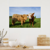 Poster Young Highland Cows (Cuisine)
