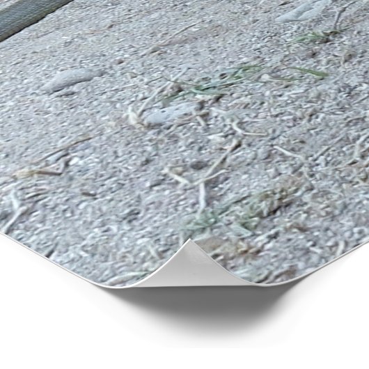 Poster Young Komodo Dragon (Coin)