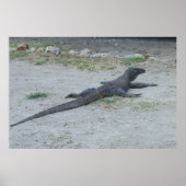 Poster Young Komodo Dragon (Devant)