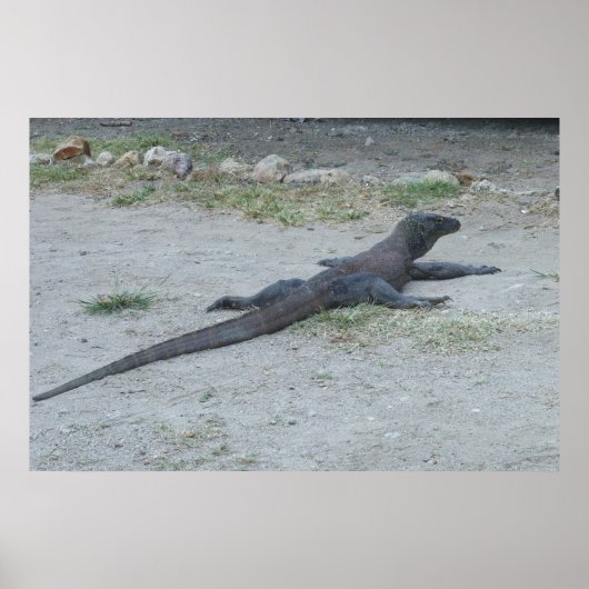 Poster Young Komodo Dragon (Devant)