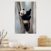 Poster Young Panda climbing a tree, Chine (Cuisine)