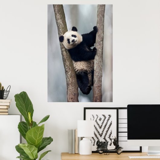 Poster Young Panda climbing a tree, Chine (Bureau à domicile)