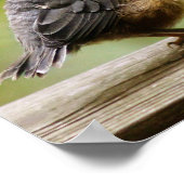 Poster Young Robin (Coin)