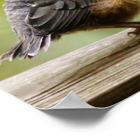 Poster Young Robin (Coin)