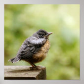 Poster Young Robin (Devant)