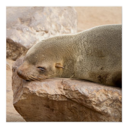 Poster Young sea lion (Devant)