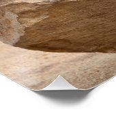 Poster Young sea lion (Coin)