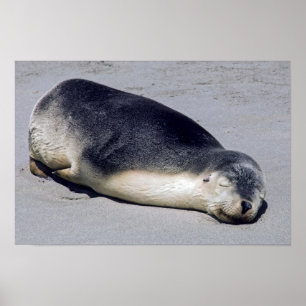 Poster Young seal sleeping on a beach - Australia