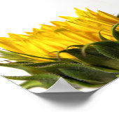 Poster Young Sunflower (Coin)