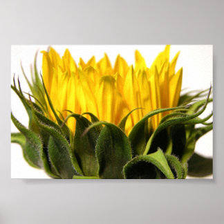 Poster Young Sunflower