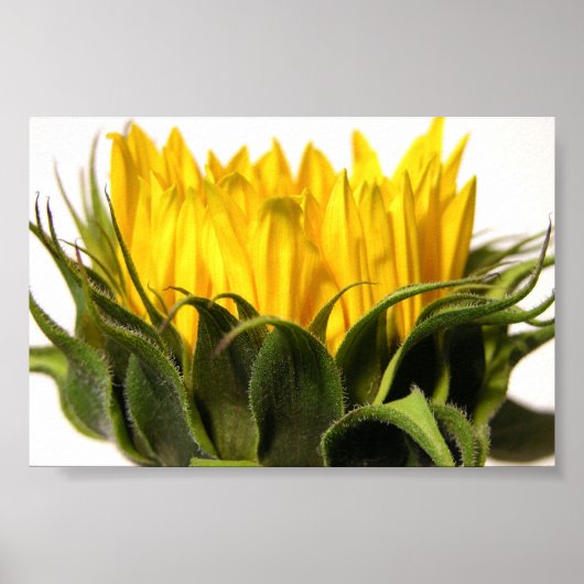 Poster Young Sunflower (Devant)