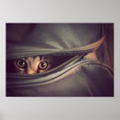 Poster Young Tabby (Devant)