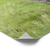 Poster Young Zebra (Coin)