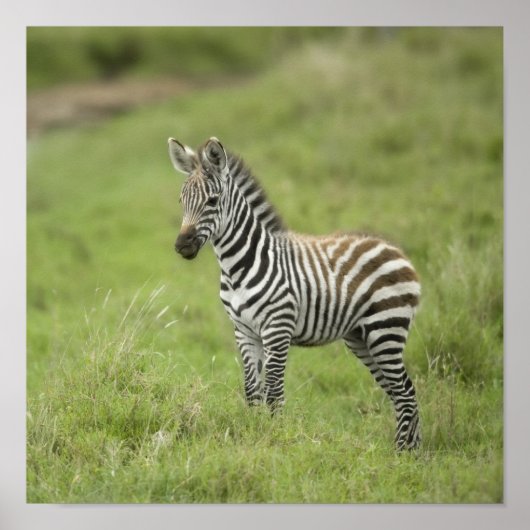 Poster Young Zebra (Devant)