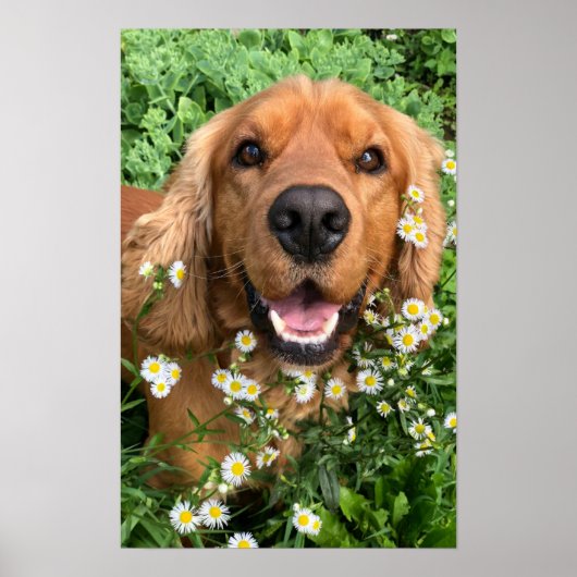 Poster Your Dog Image Here (Devant)