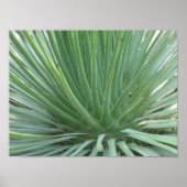 Poster Yucca (Devant)