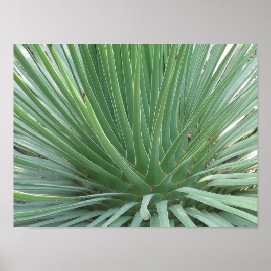 Poster Yucca (Devant)