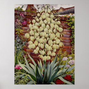 Poster Yucca