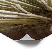 Poster Yucca recouvert de givre en hiver (Coin)
