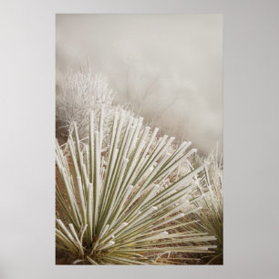 Poster Yucca recouvert de givre en hiver