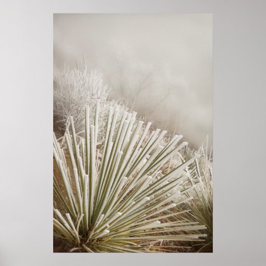 Poster Yucca recouvert de givre en hiver (Devant)