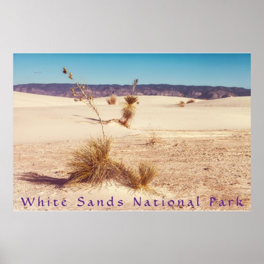 Poster Yuccas de sable blanc (Devant)