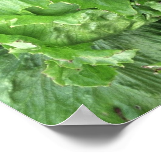 Poster Yummy Iceberg laitue (Coin)