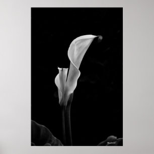 Poster Zantedeschia