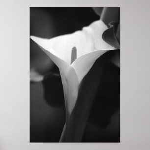 Poster Zantedeschia en noir et blanc