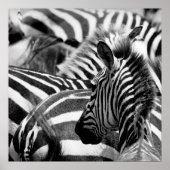 Poster Zebra (Devant)