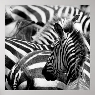 Poster Zebra