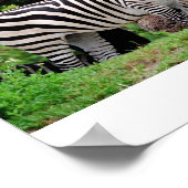 Poster Zebra (Coin)
