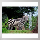 Poster Zebra (Devant)
