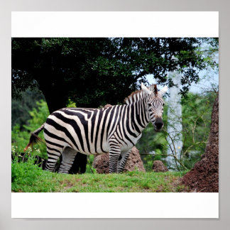 Poster Zebra