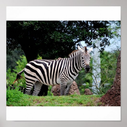 Poster Zebra (Devant)