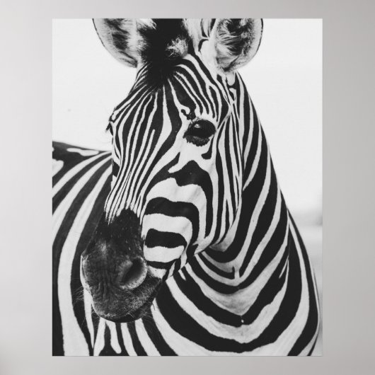 Poster Zebra (Devant)