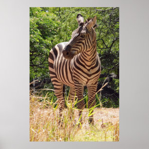 Poster Zebra
