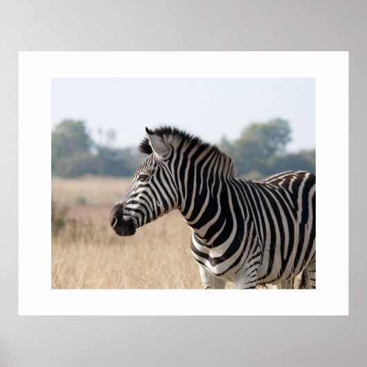Poster Zebra (Devant)