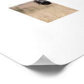 Poster Zebra (Coin)
