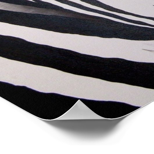 Poster Zebra (Coin)