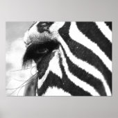POSTER ZEBRA 1 (Devant)