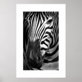 Poster Zebra #1 (Devant)